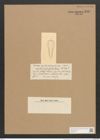 Amphiprora fimbriata Castr. (de-Toni-Nr.: Genus 29, Species 1330) Zeichnungen Sammlung Grunow Nr. 2559 (NHMW-BOT-W0369741)